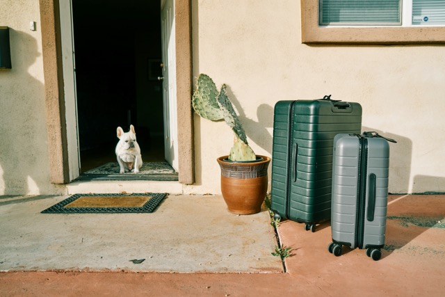 suitcase dog
